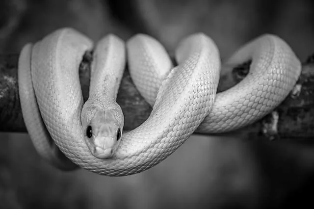 Short Story - The White Snake and The Black Snake